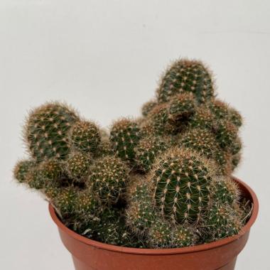 Rebutia nigrispina